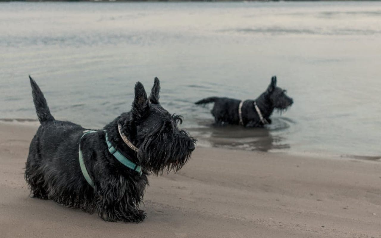 Cesky Terrier — gallery 3
