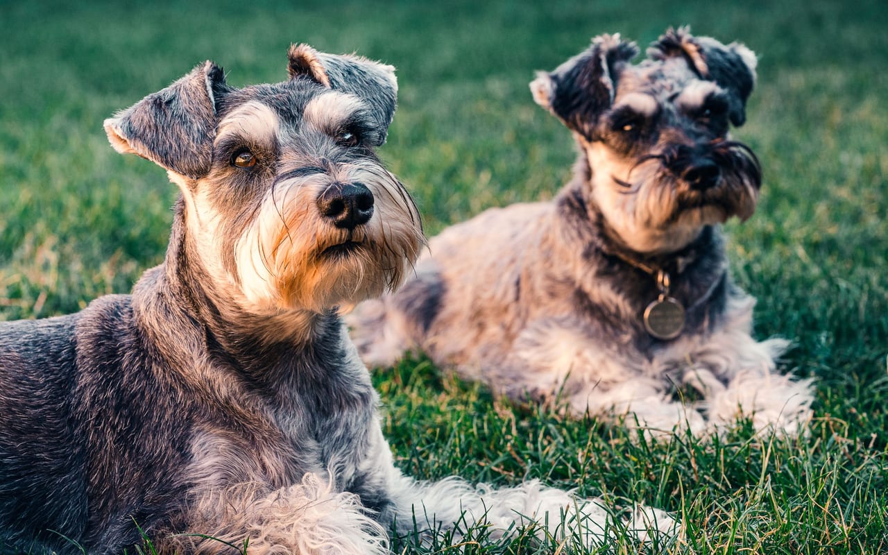 Cesky Terrier — photo by Sebastian Coman Travel (Pexels)