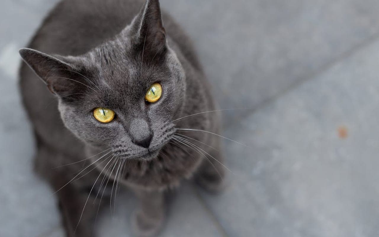 Chartreux cat breed portrait