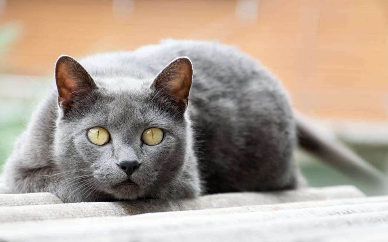 Chartreux — gallery 2