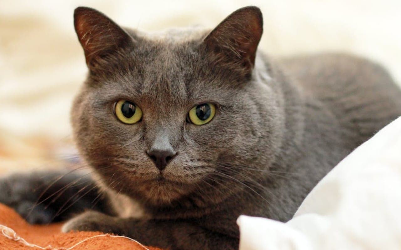 Chartreux — gallery 3