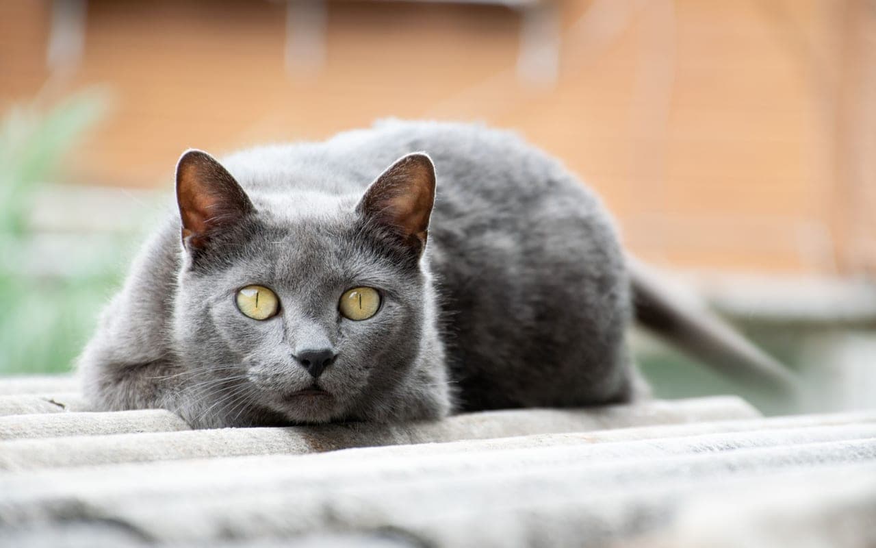 Chartreux — photo by Cleomar Mattos (Pexels)