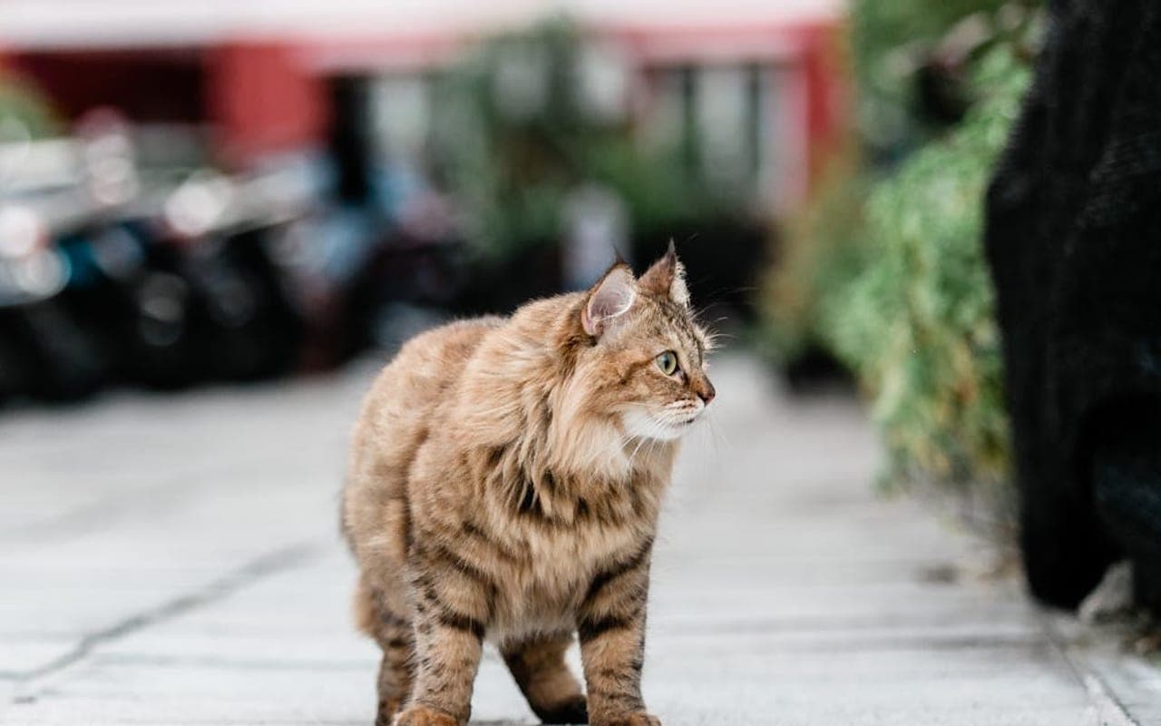 Chausie — gallery 2