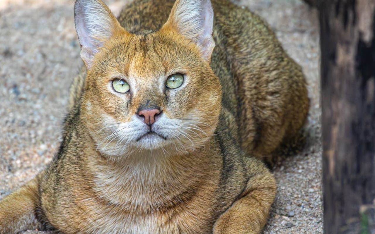Chausie — gallery 3