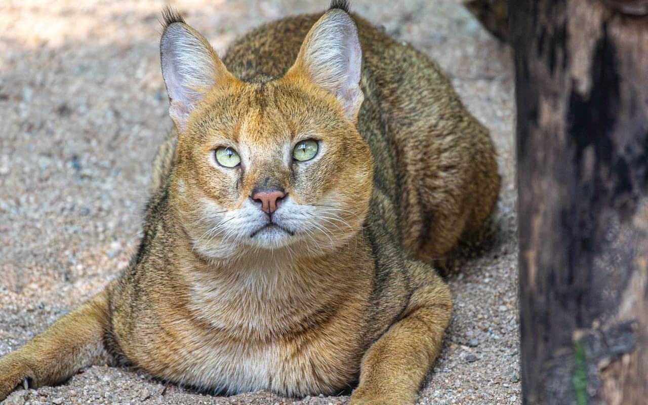Chausie — photo by Regan Dsouza (Pexels)