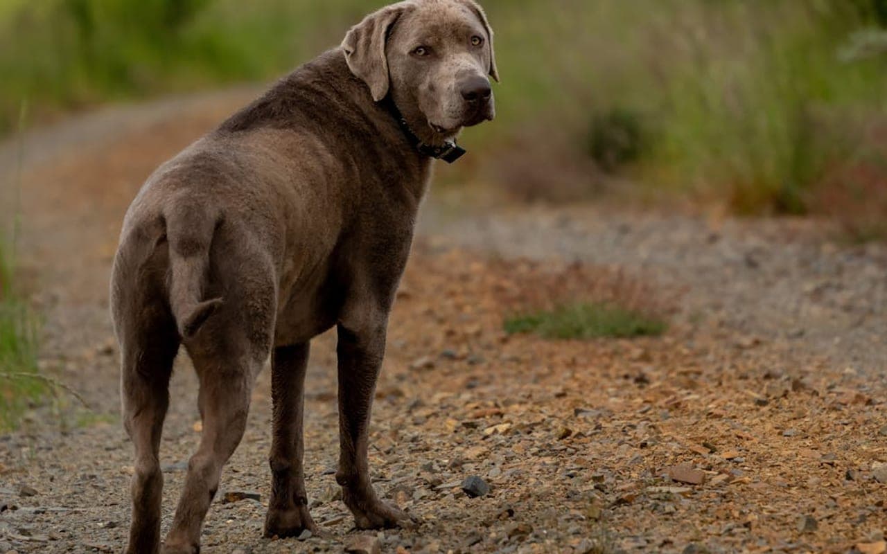 Chesapeake Bay Retriever