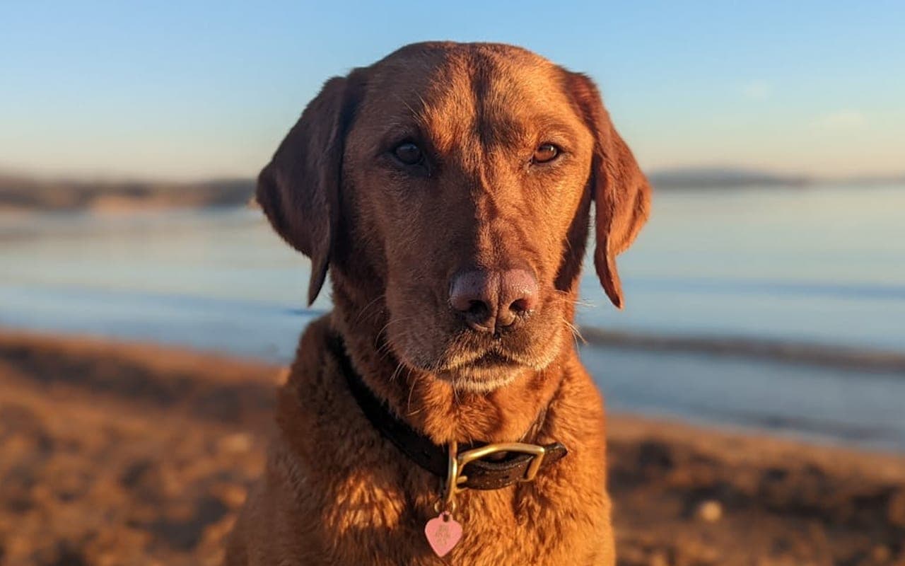 Chesapeake Bay Retriever — gallery 2