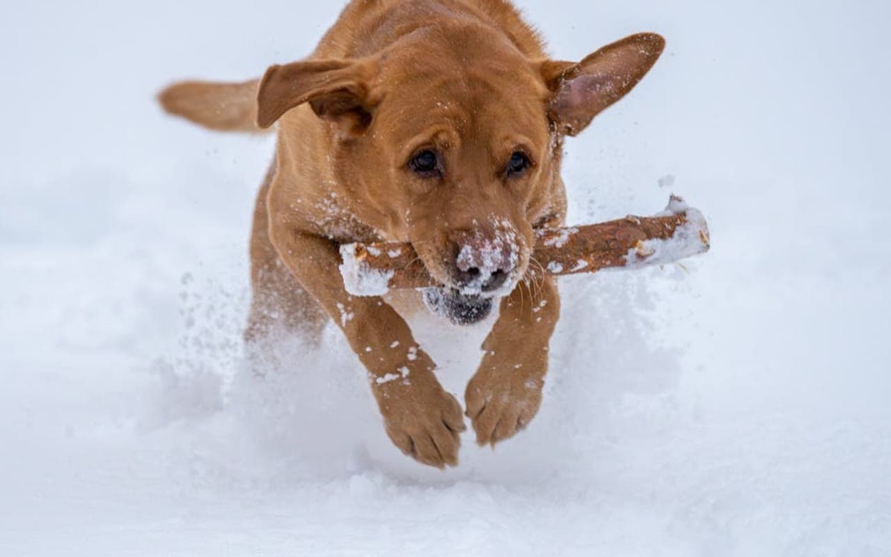 Chesapeake Bay Retriever — gallery 3