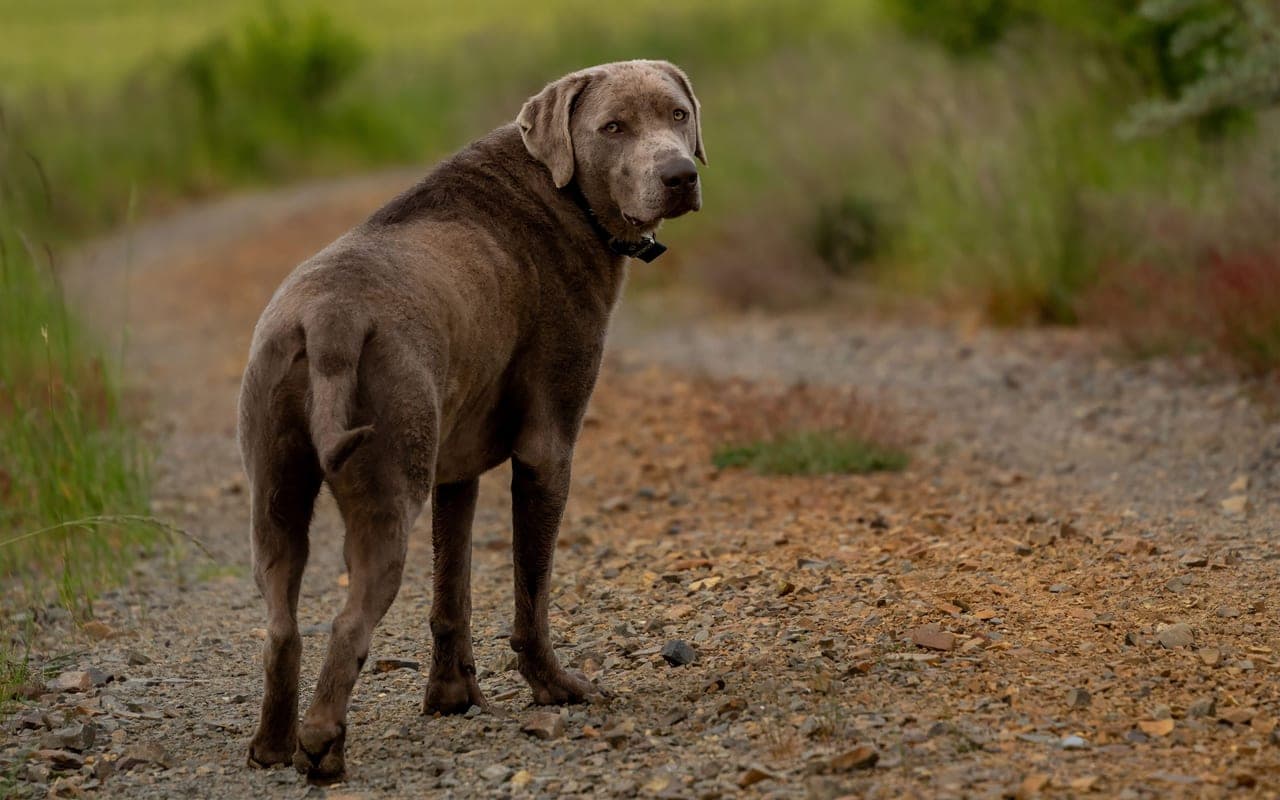 Chesapeake Bay Retriever — photo by Gundula Vogel (Pexels)