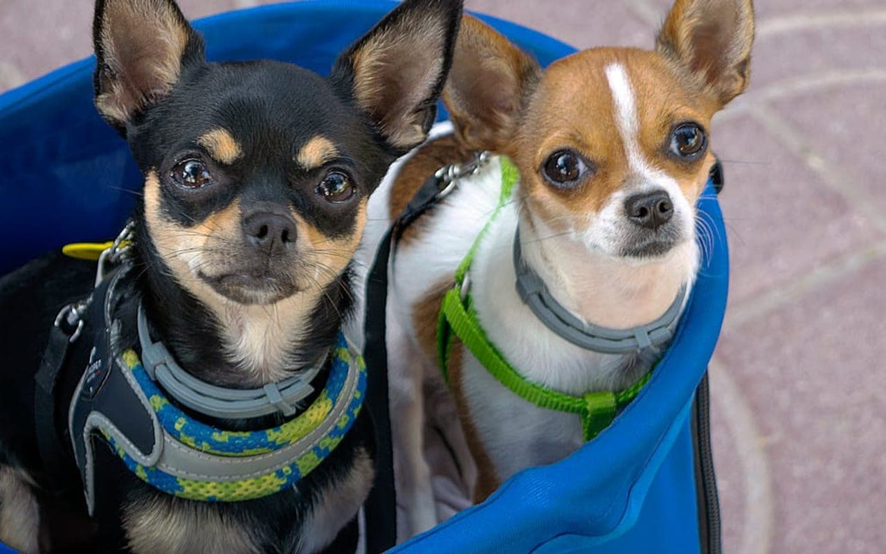 Chihuahua