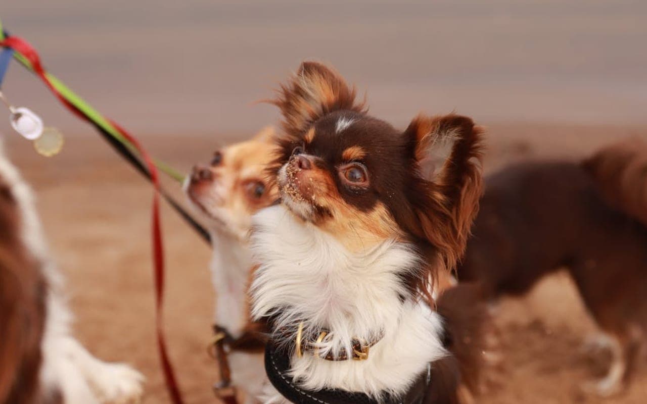 Chihuahua — gallery 2