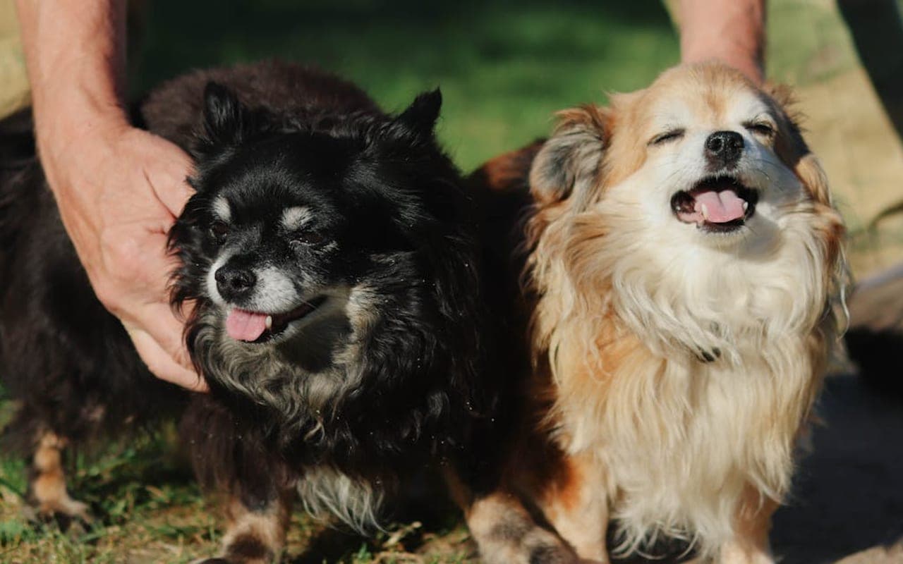 Chihuahua — gallery 3