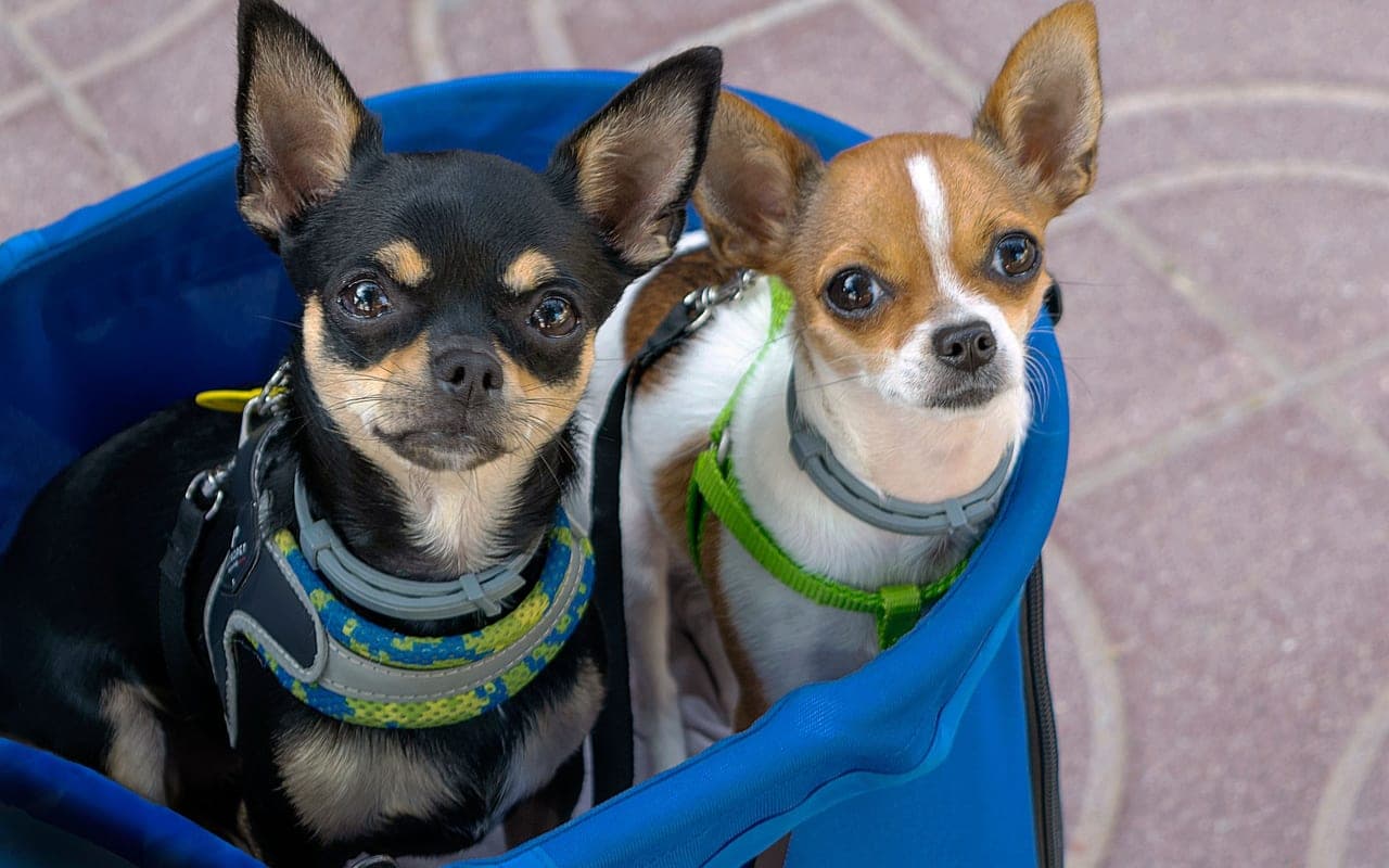 Chihuahua — photo by Antonio Lorenzana Bermejo (Pexels)