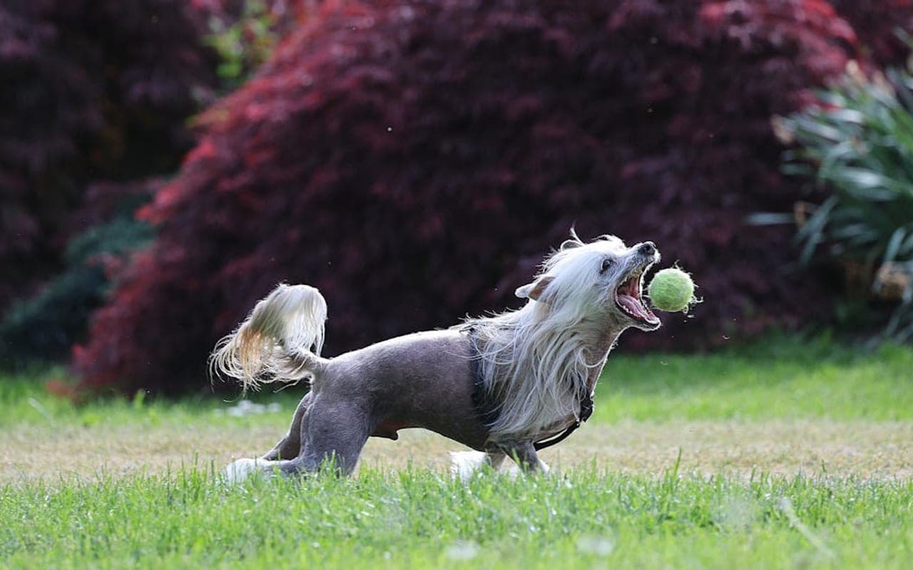 Chinese Crested