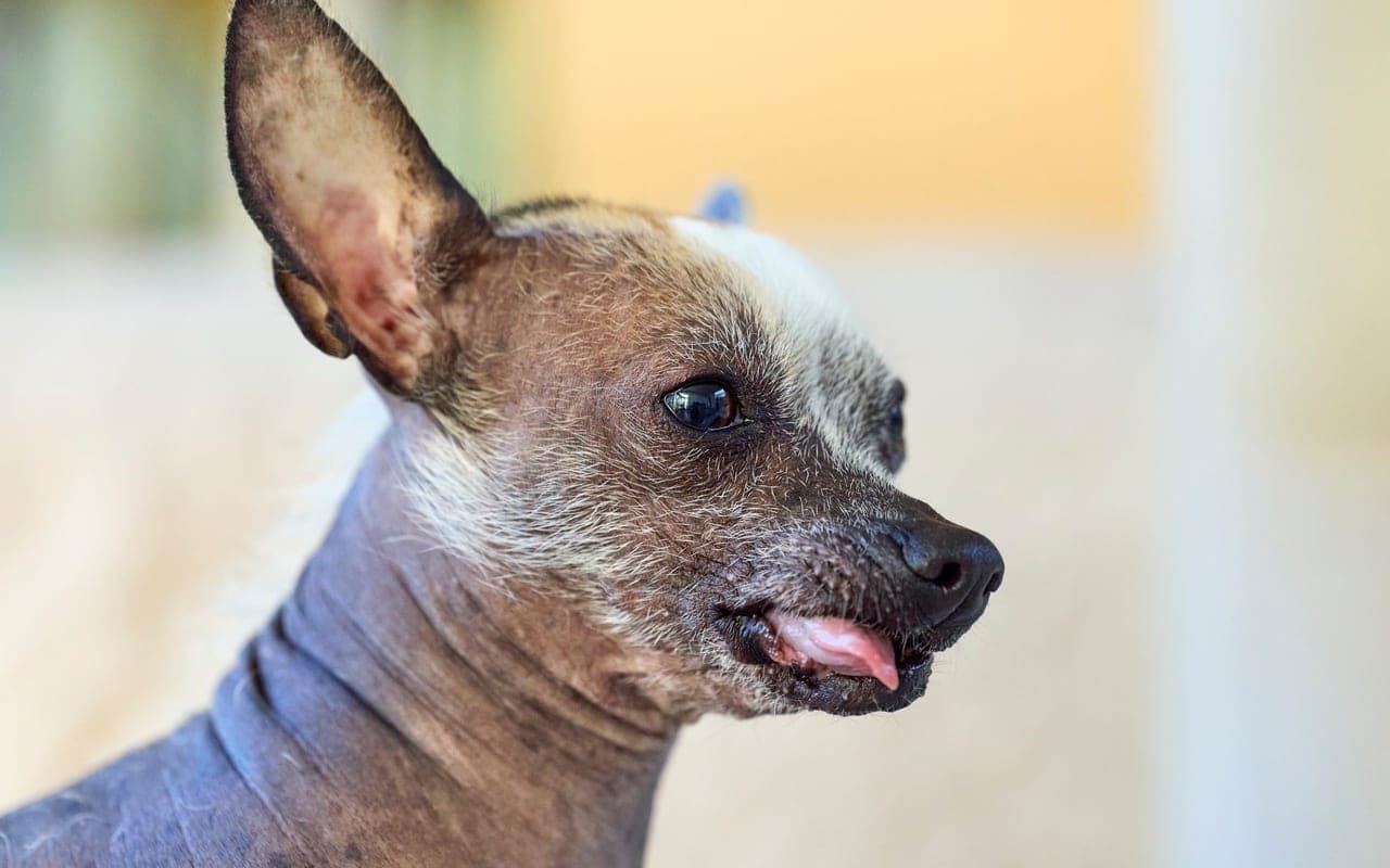 Chinese Crested — photo by Erwin Bosman (Pexels)