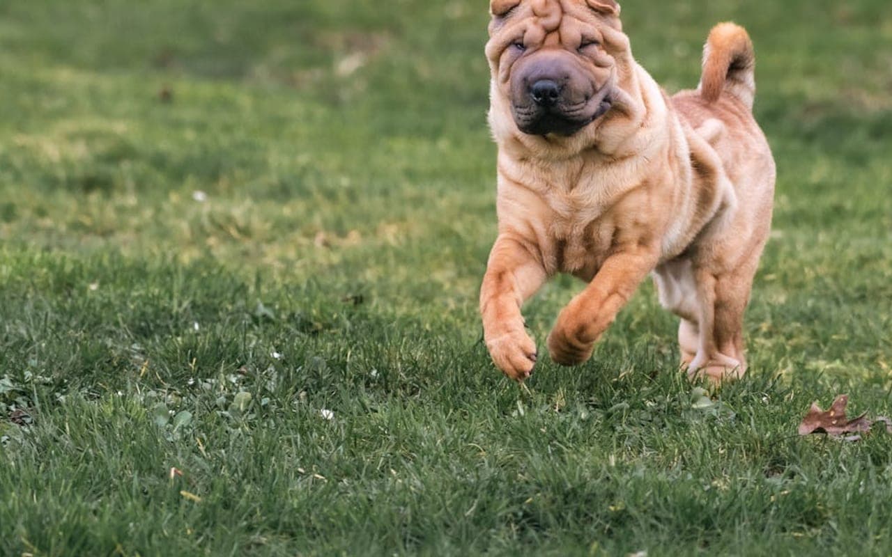 Chinese Shar-Pei