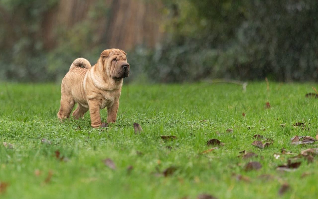 Chinese Shar-Pei — gallery 2