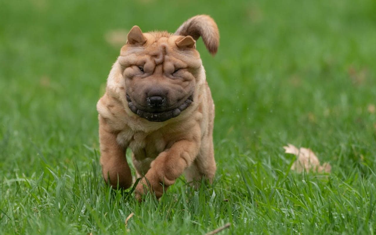 Chinese Shar-Pei — gallery 3