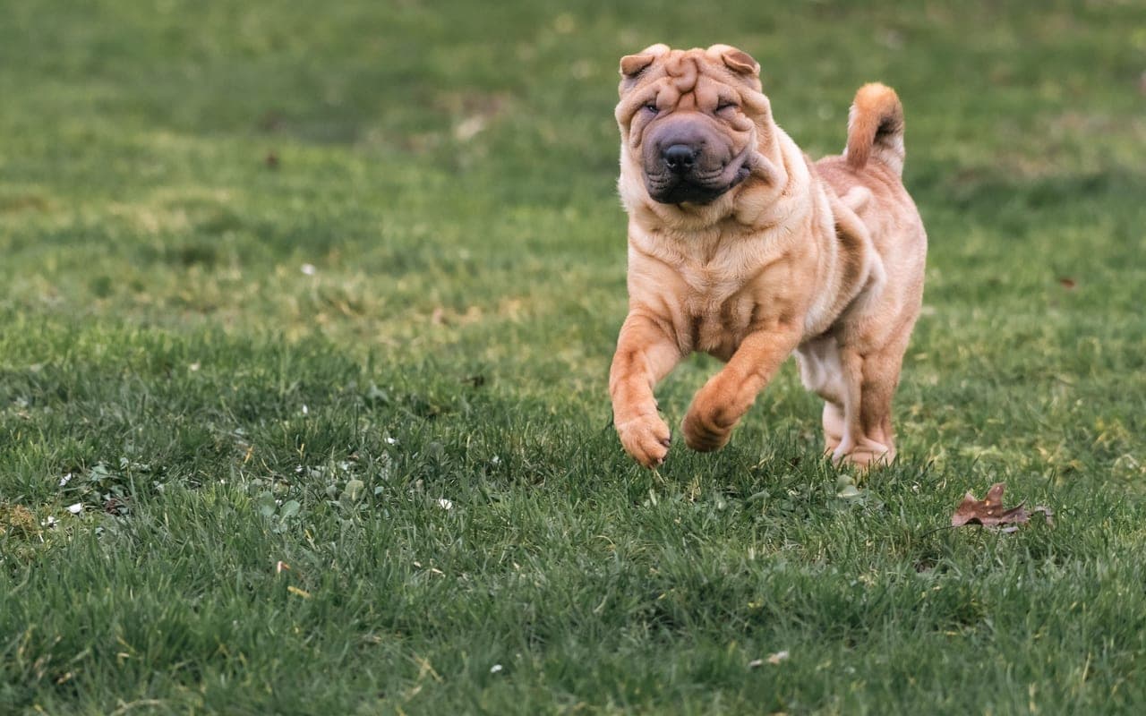 Chinese Shar-Pei — photo by Thierry Rossier (Pexels)