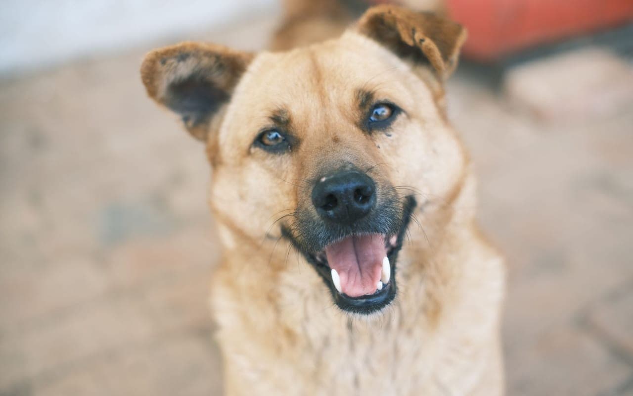 Chinook — photo by Mia X (Pexels)