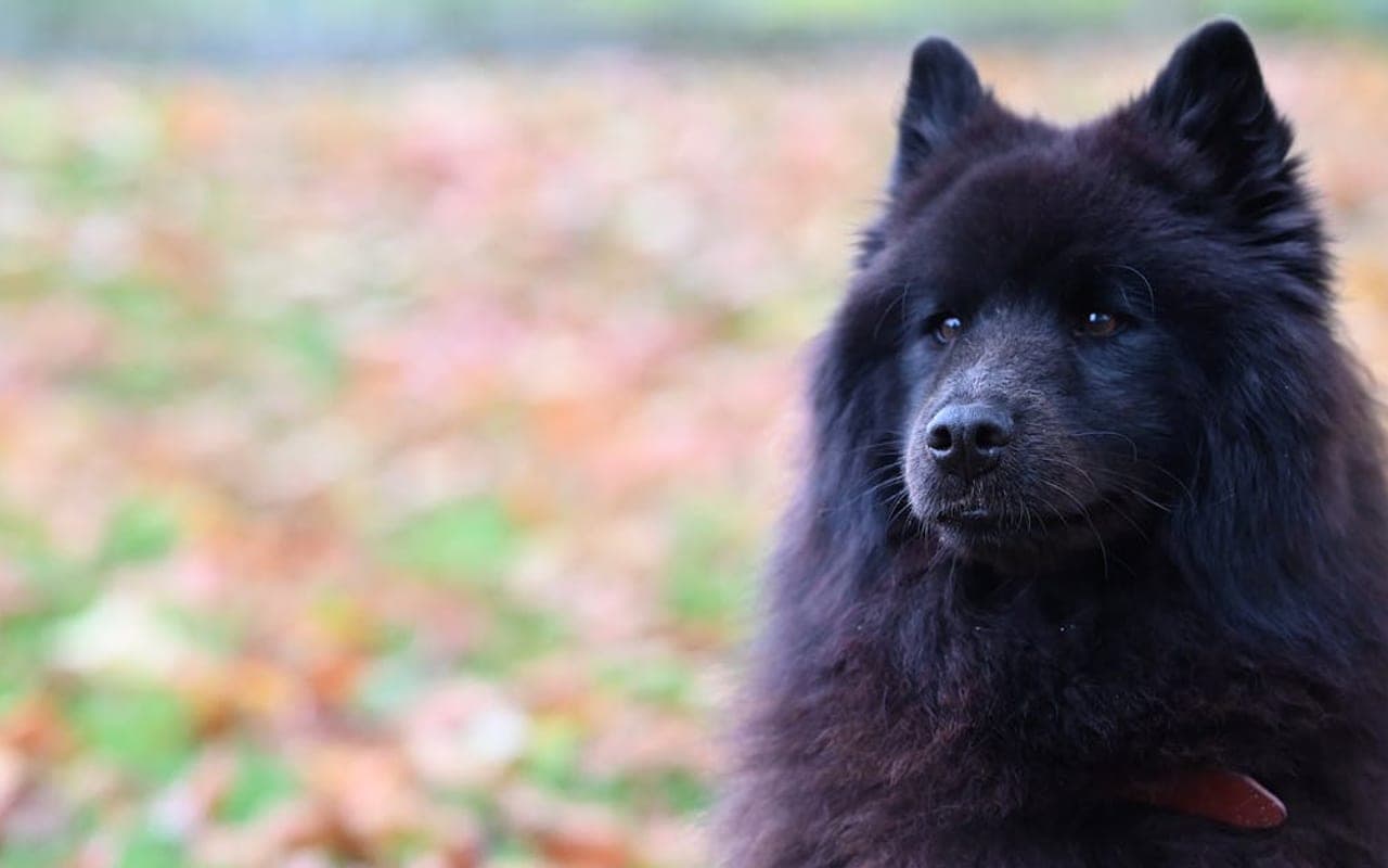 Chow Chow
