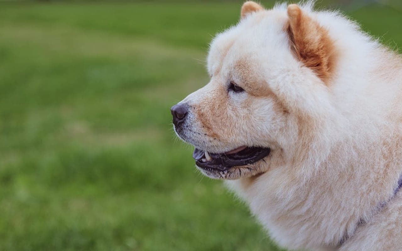 Chow Chow — gallery 2