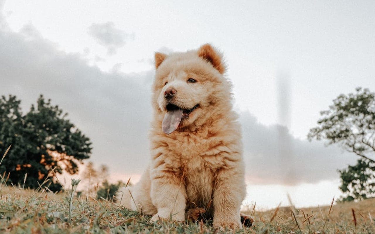 Chow Chow — gallery 3
