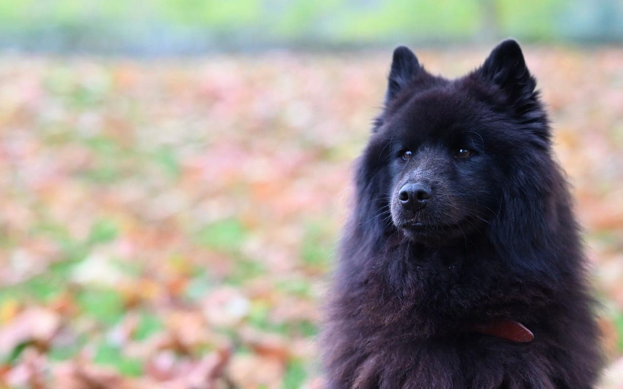 Chow Chow — photo by JacLou- DL (Pexels)