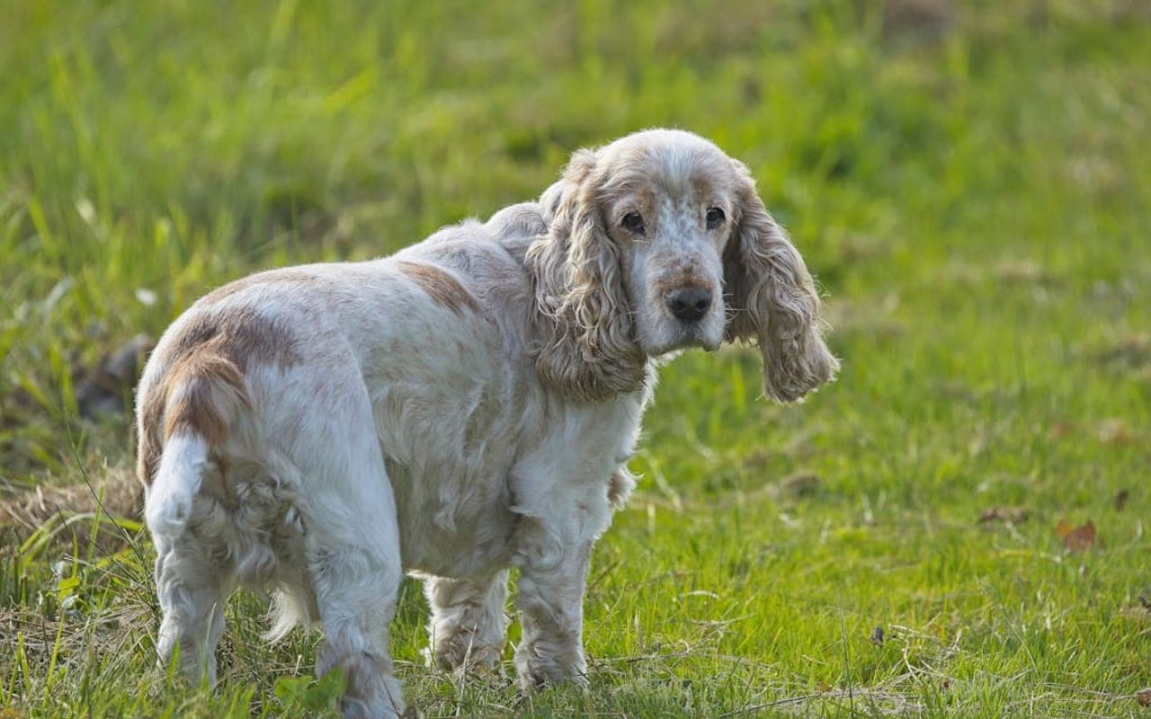 Clumber Spaniel