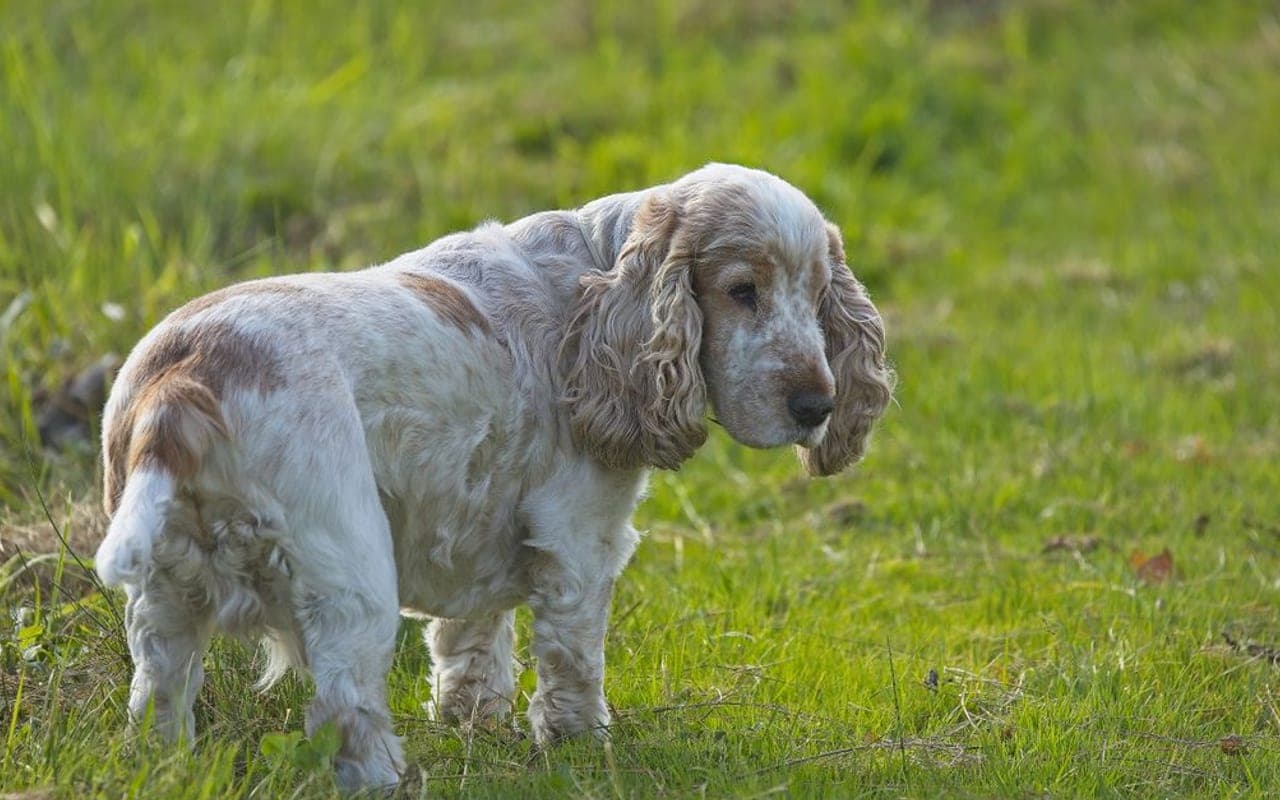 Clumber Spaniel — gallery 2