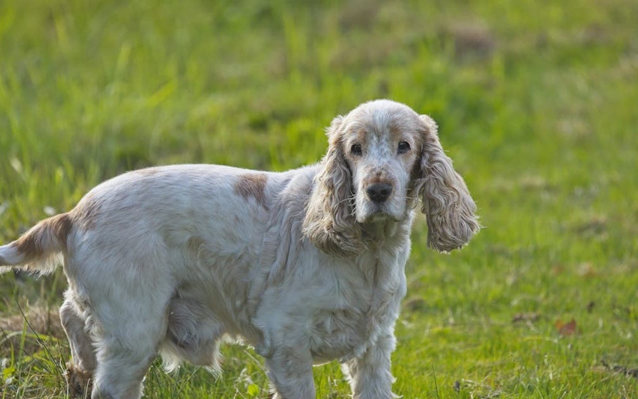 Clumber Spaniel — gallery 3