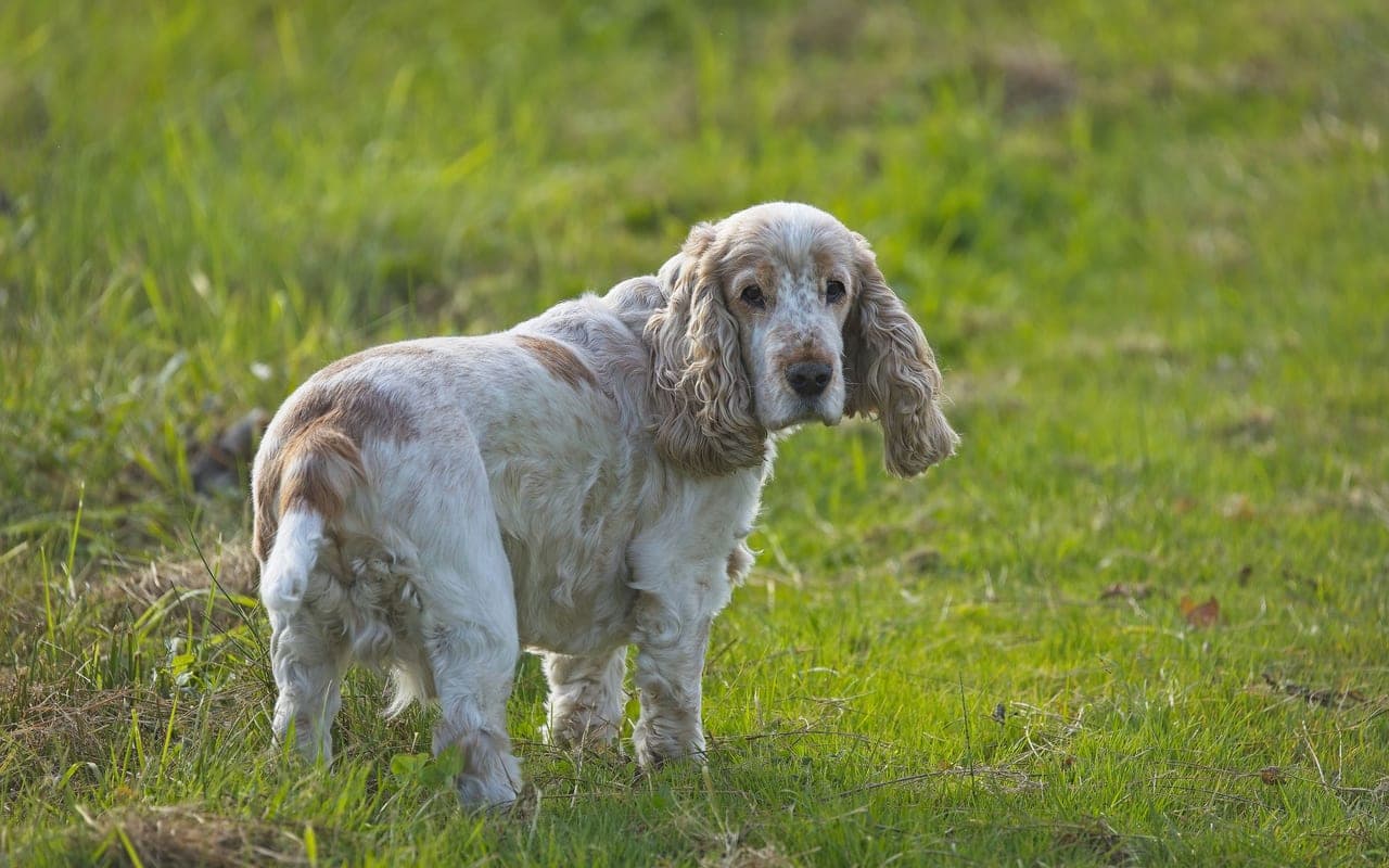Clumber Spaniel — photo by Olavi Anttila (Pexels)