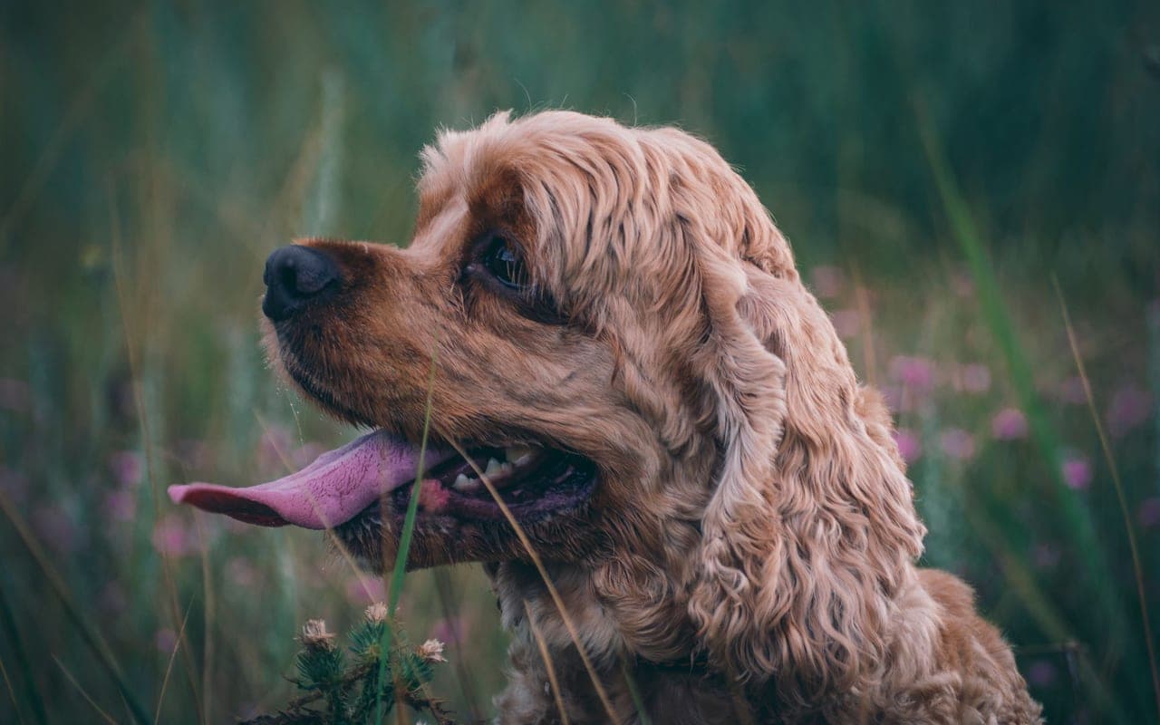 Cocker Spaniel
