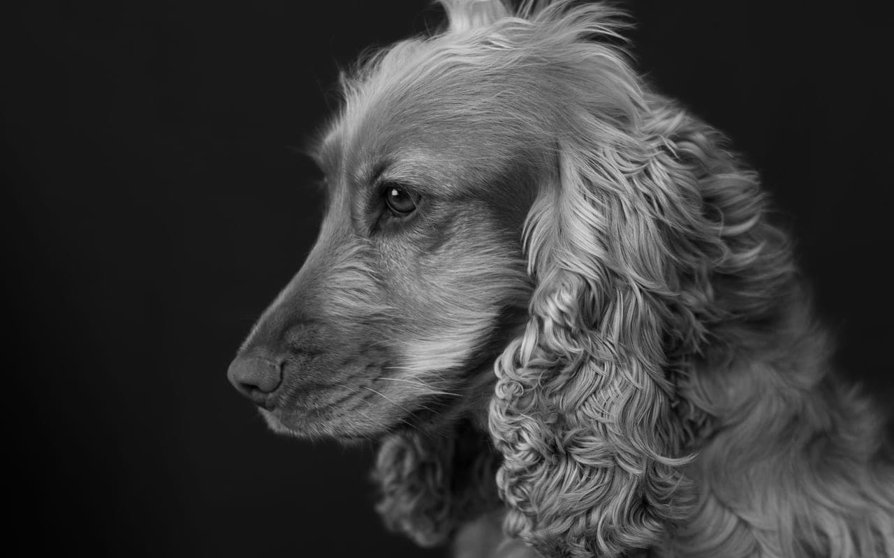 Cocker Spaniel — photo by Benoit Vacherie (Pexels)