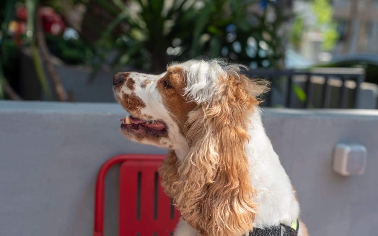 Cocker Spaniel — photo by Emre Ozyemisci (Pexels)