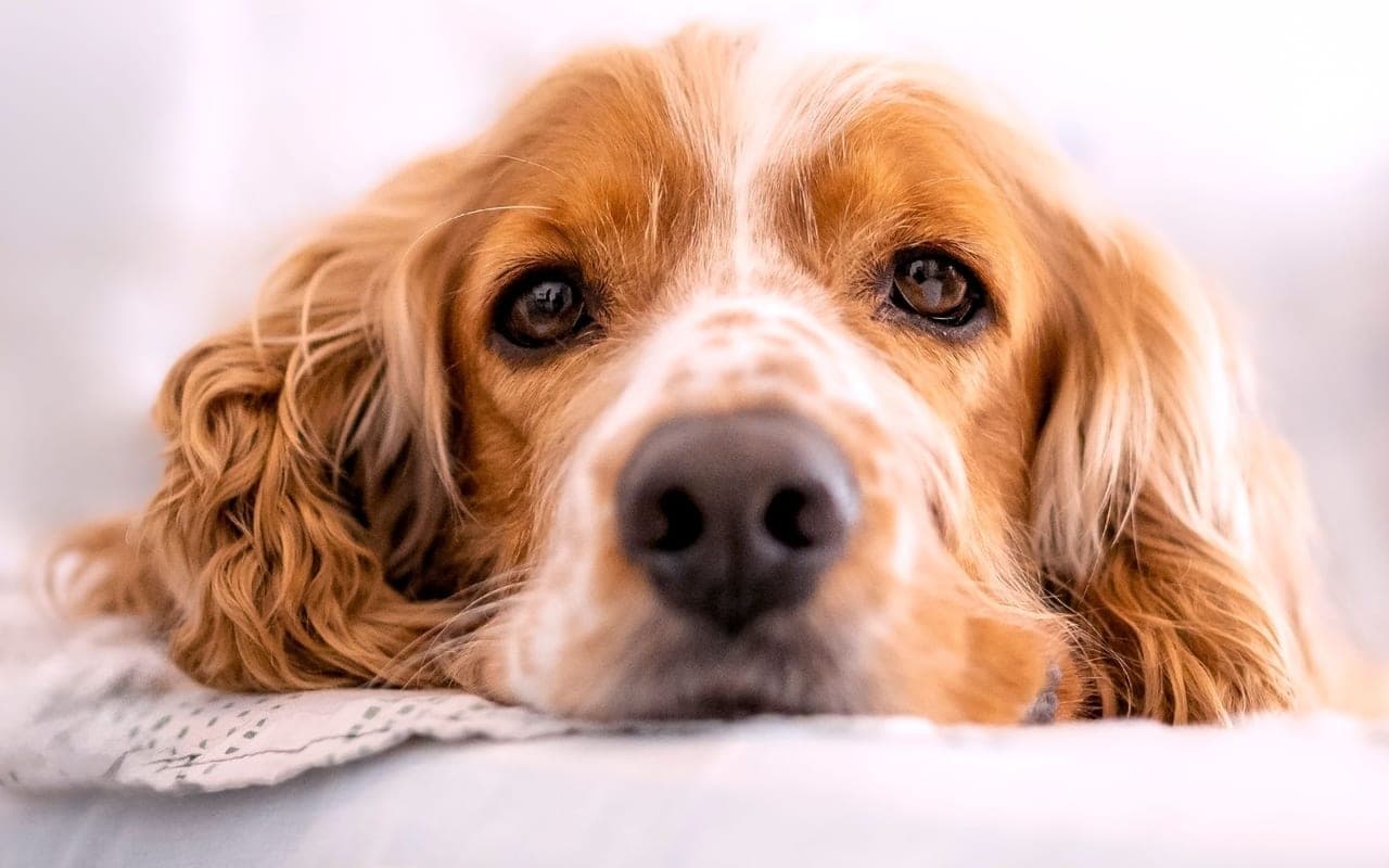 Cocker Spaniel — photo by Christopher Welsch Leveroni (Pexels)