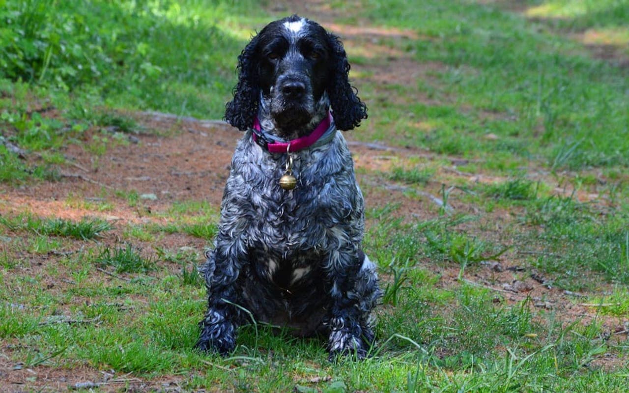 Cocker Spaniel — gallery 5