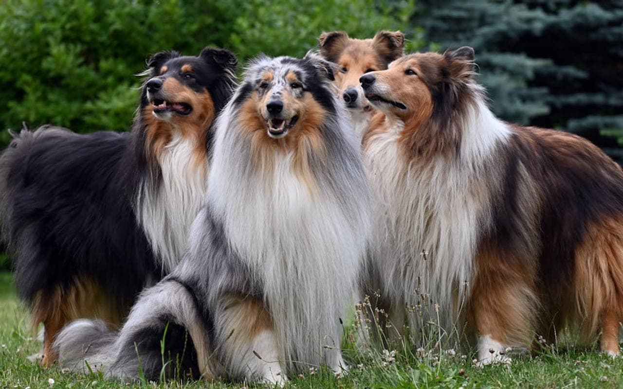 Collie dog breed portrait
