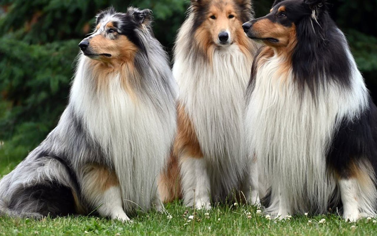 Collie — gallery 2