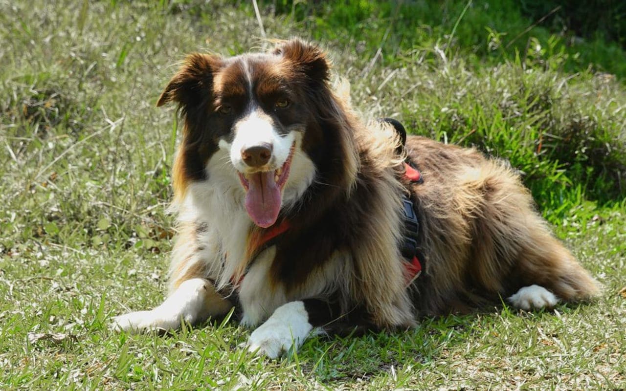 Collie — gallery 3