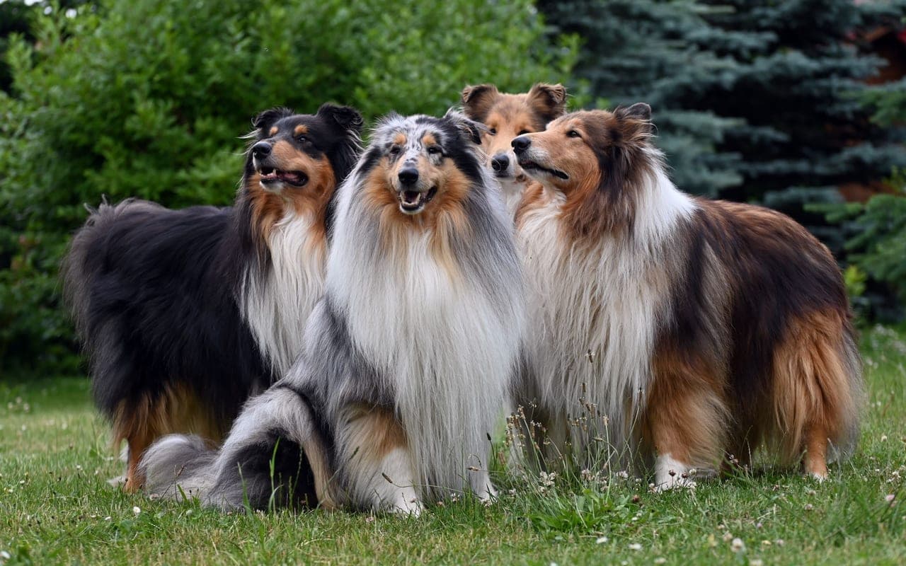 Collie — photo by Tomasz Lemańczyk (Pexels)