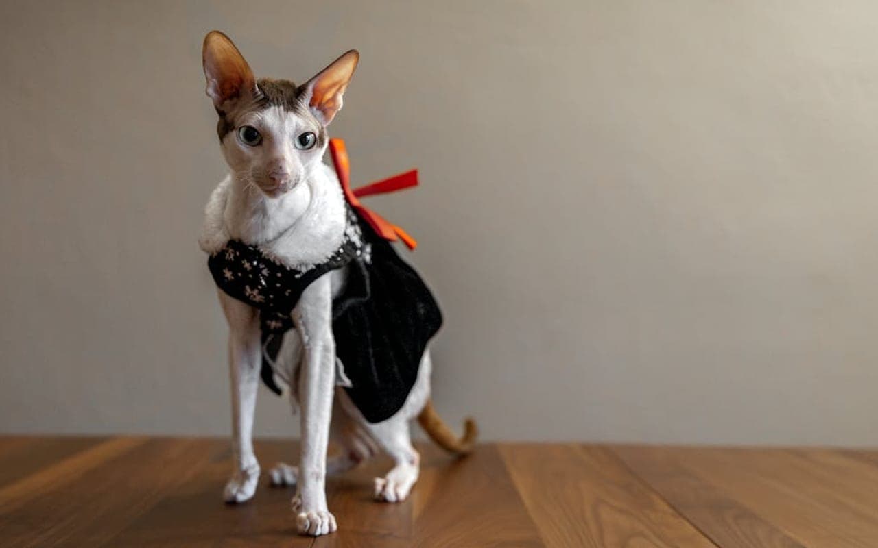 Cornish Rex cat breed