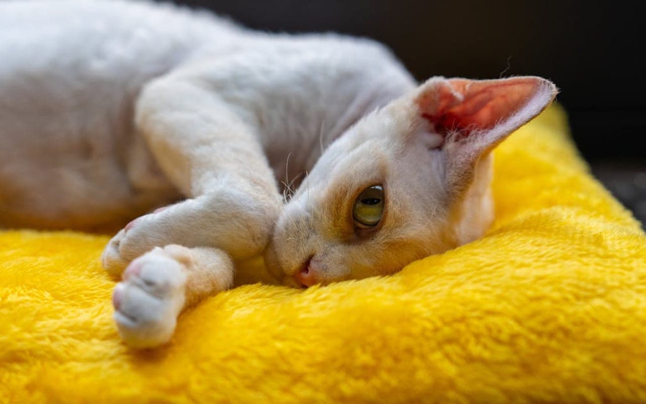 Cornish Rex — gallery 2