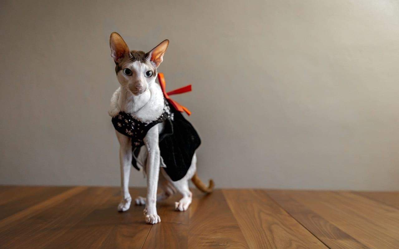 Cornish Rex — photo by Kim Dubois (Pexels)
