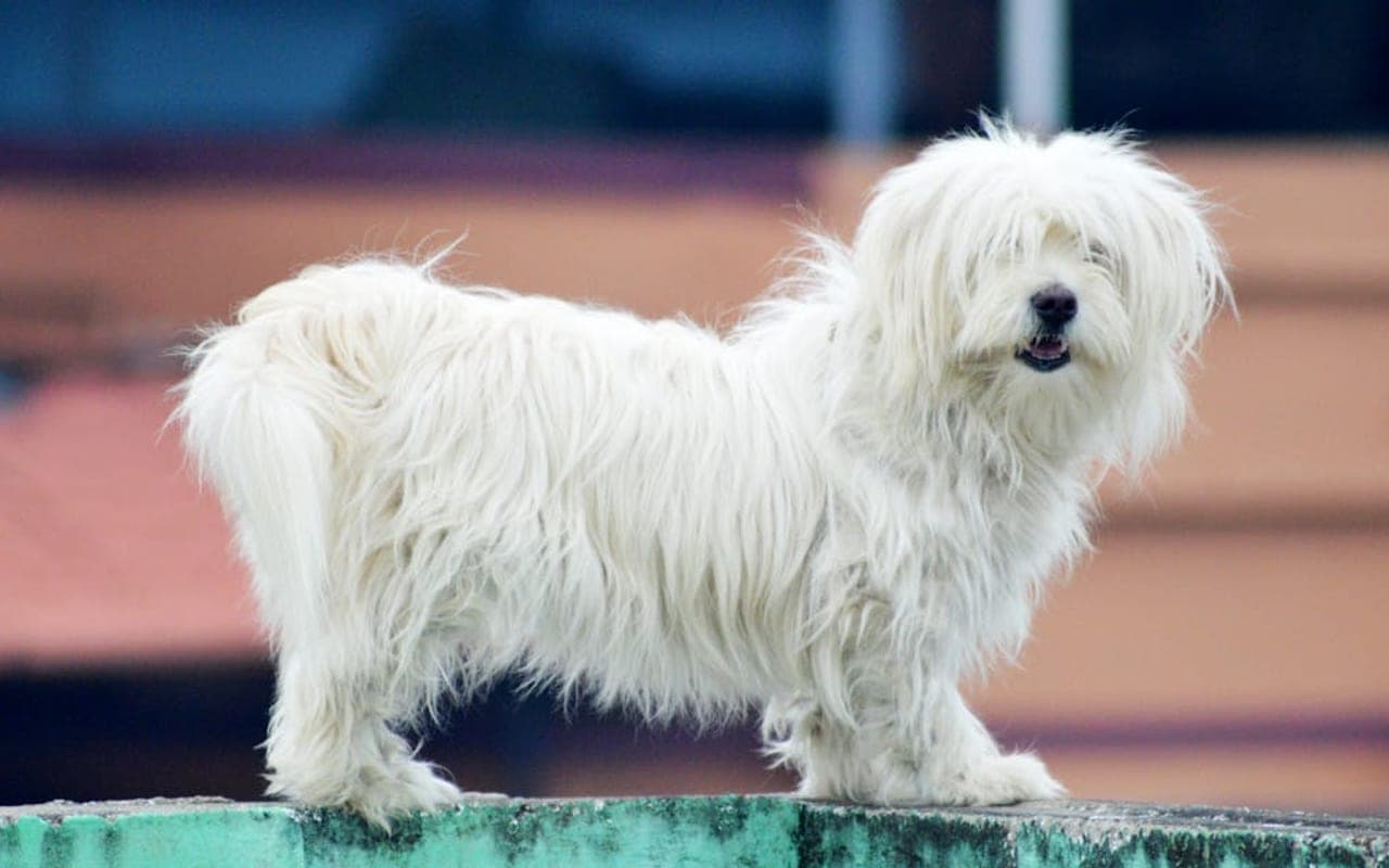 Coton de Tulear