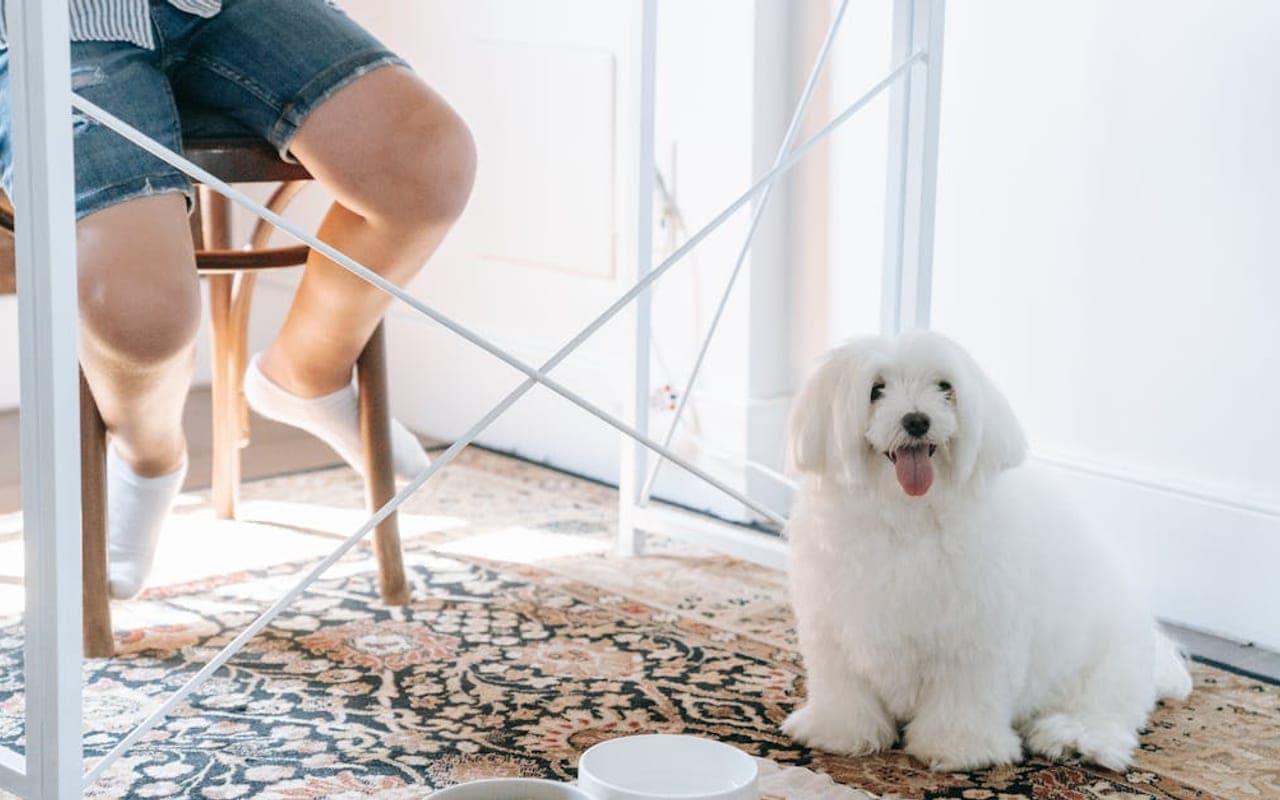 Coton de Tulear — gallery 2