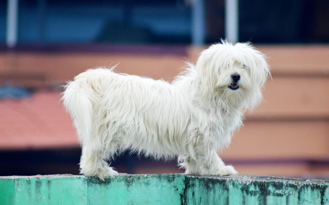 Coton de Tulear — photo by SUNAZ NAZAR (Pexels)