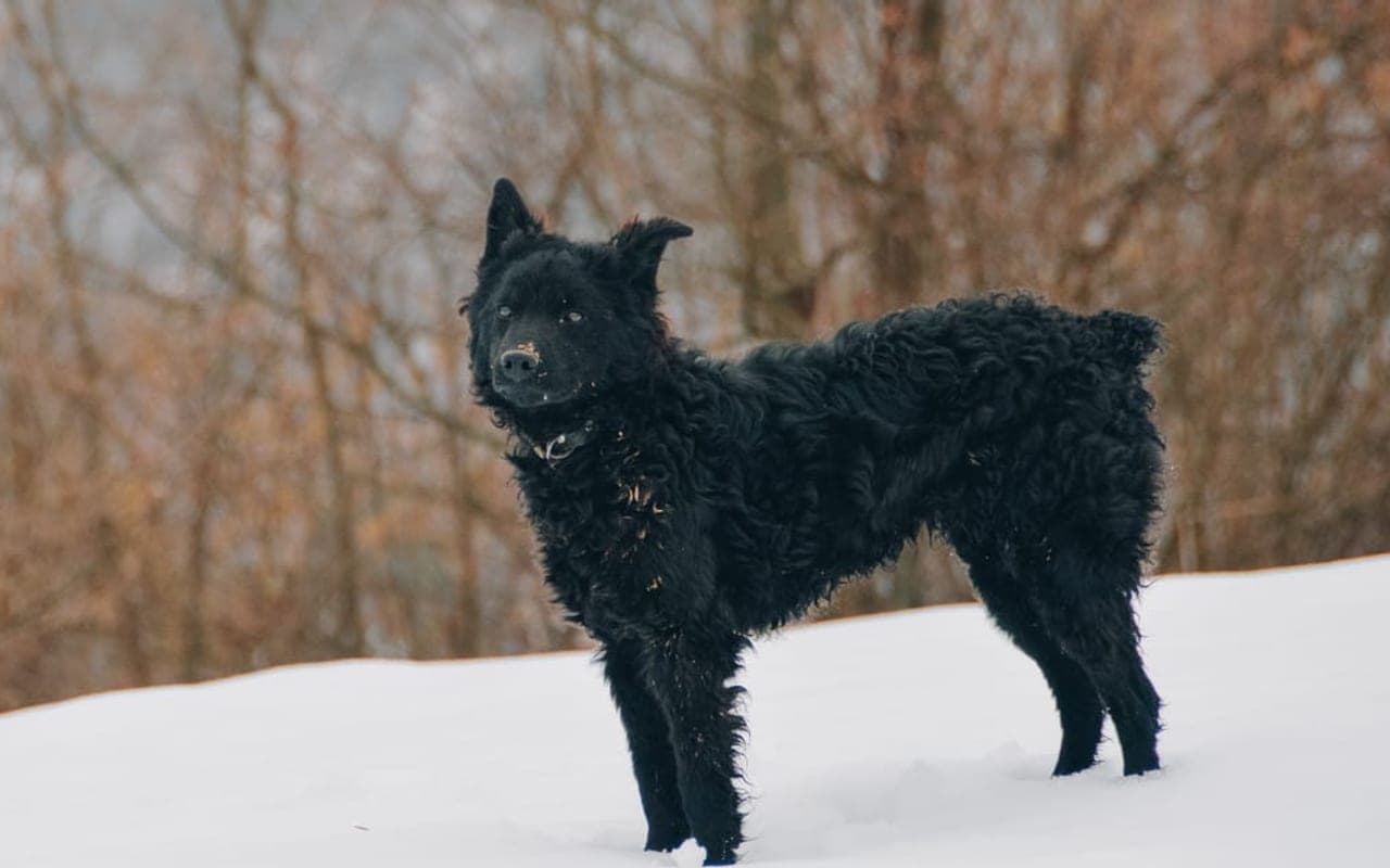 Croatian Sheepdog dog breed portrait