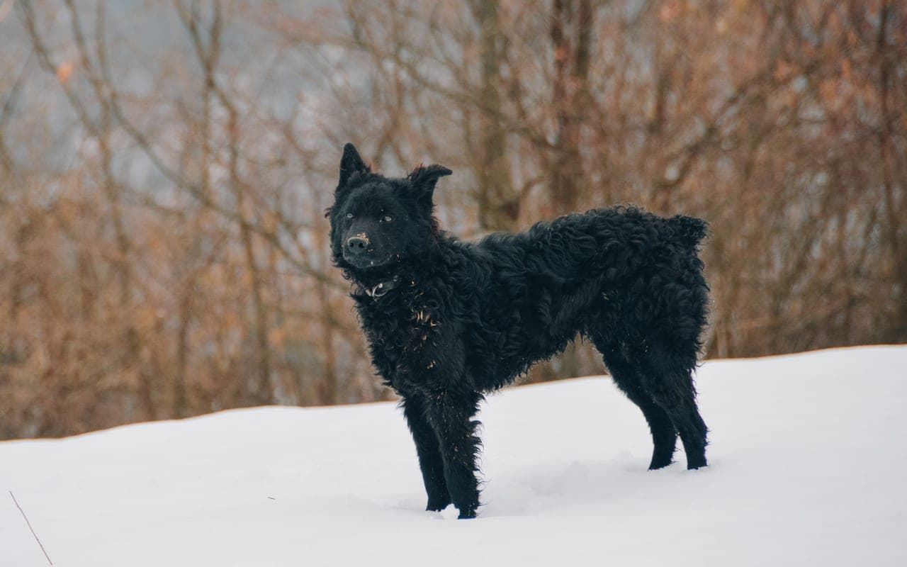 Croatian Sheepdog — photo by Adnana Kelic (Pexels)
