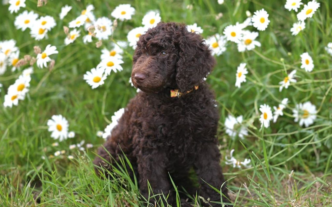 Curly-Coated Retriever